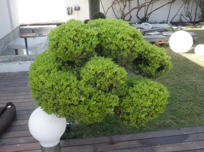 גינות לגלריה 25